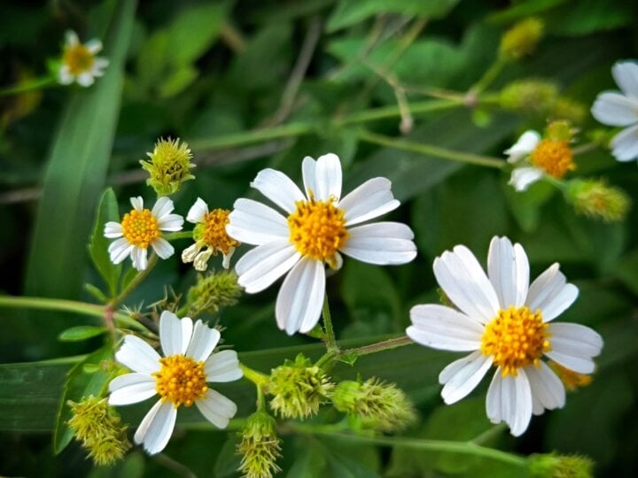 7 benefícios da planta medicinal picão e como utilizá-la