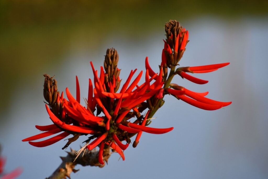 Imagem da planta mulungu ao ar livre