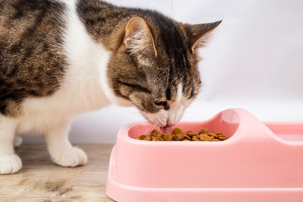 Gato comendo em um comedouro rosa 