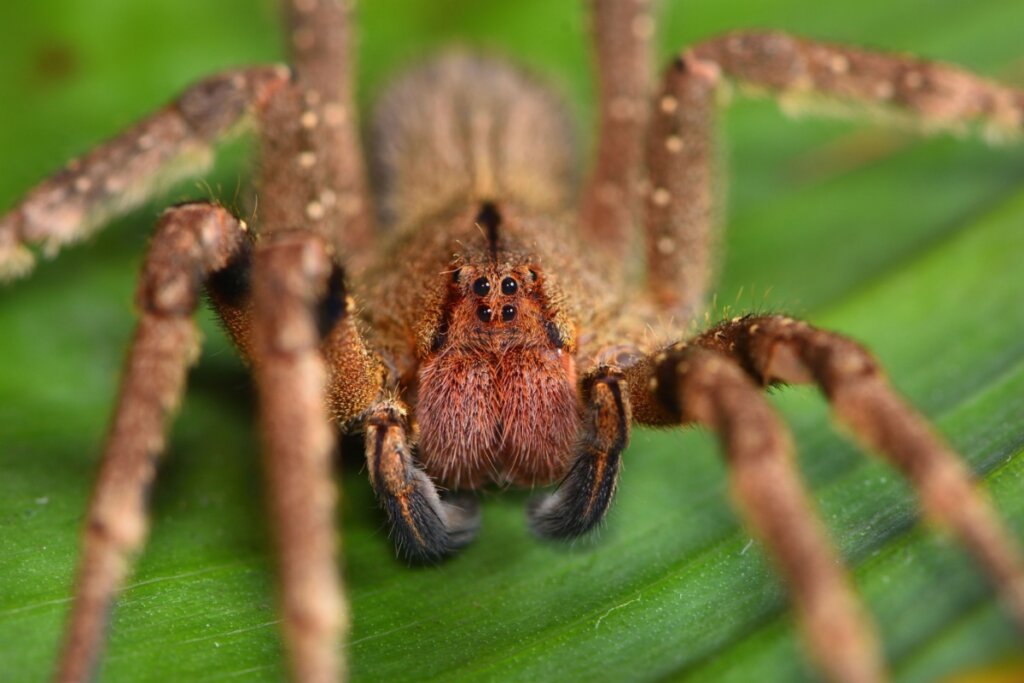 imagem de aranha-armadeira marrom e grande em folha verde