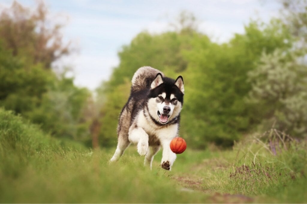 Cachorro da raça malamute do Alasca correndo atrás de uma bolinha vermelha em um parque 