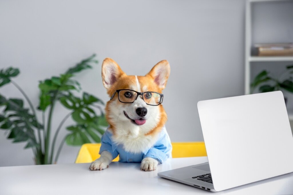 cachorro corgi de roupa azul em mesa com notebook