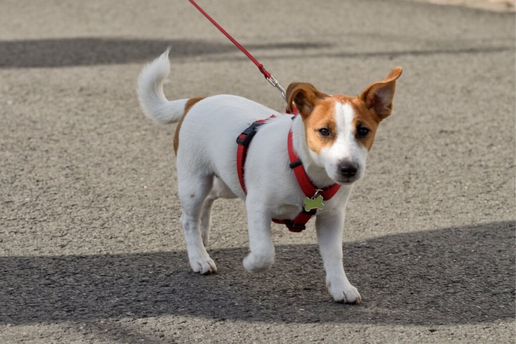 Filhote de cachorro passeando na rua usando uma coleira vermelha