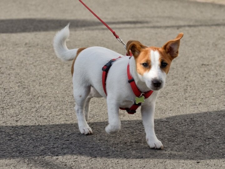 10 cuidados no primeiro passeio com o cachorro na rua