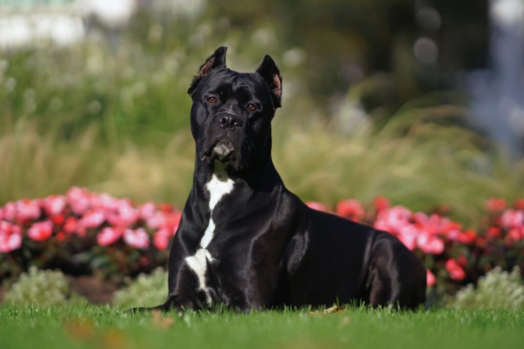 Cane corso preto e branco, deitado na grama com flores ao fundo