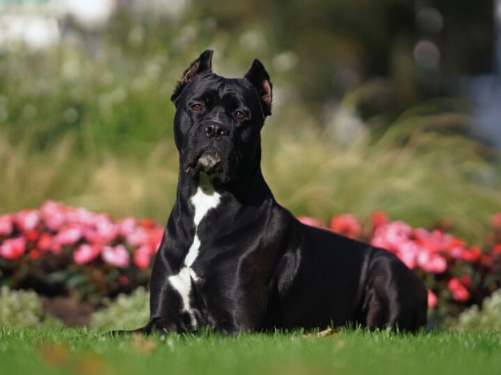 8 raças de cachorro da guarda