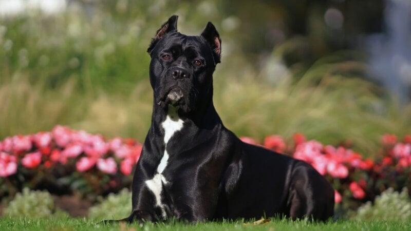 8 raças de cachorro da guarda