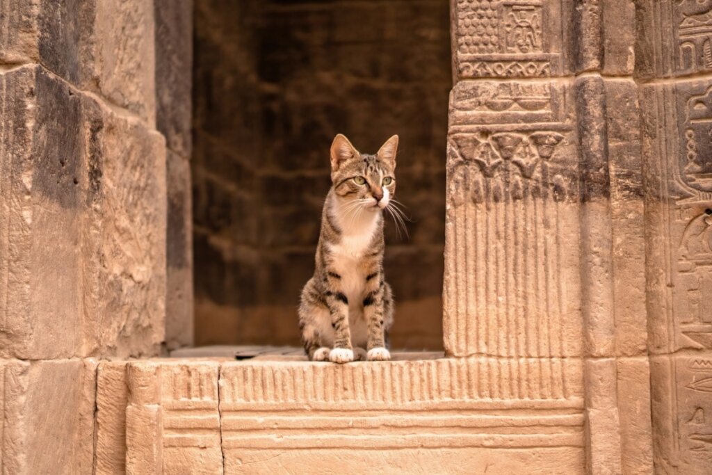 Gato em cima de uma construção egípcia antiga