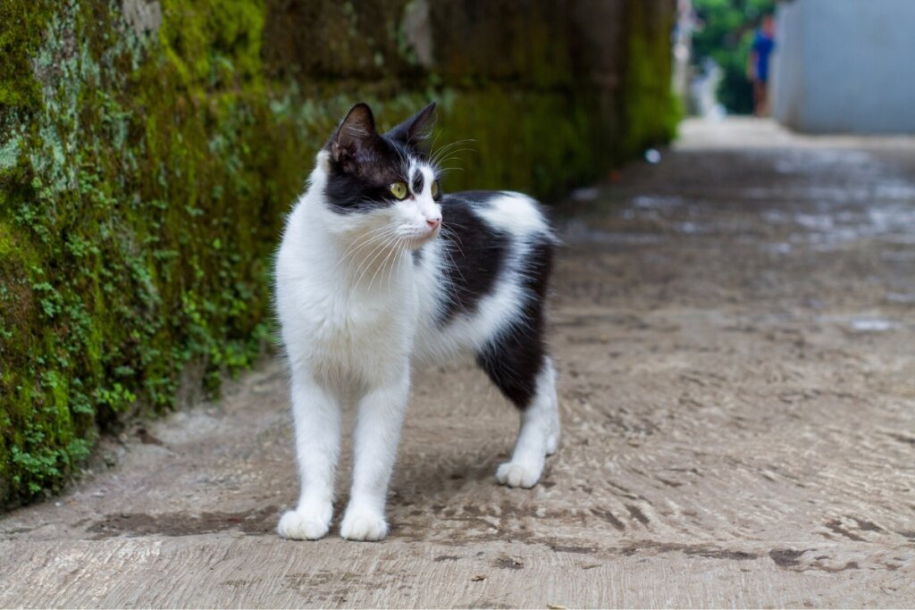 Gato manês com pelagem preto e branca andando na rua