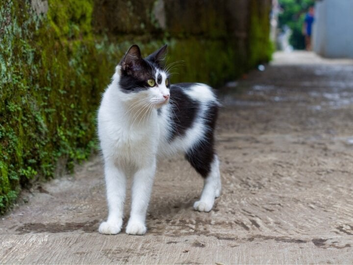 4 características do gato da raça manês