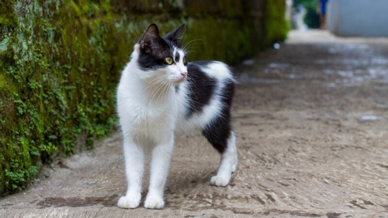 4 características do gato da raça manês