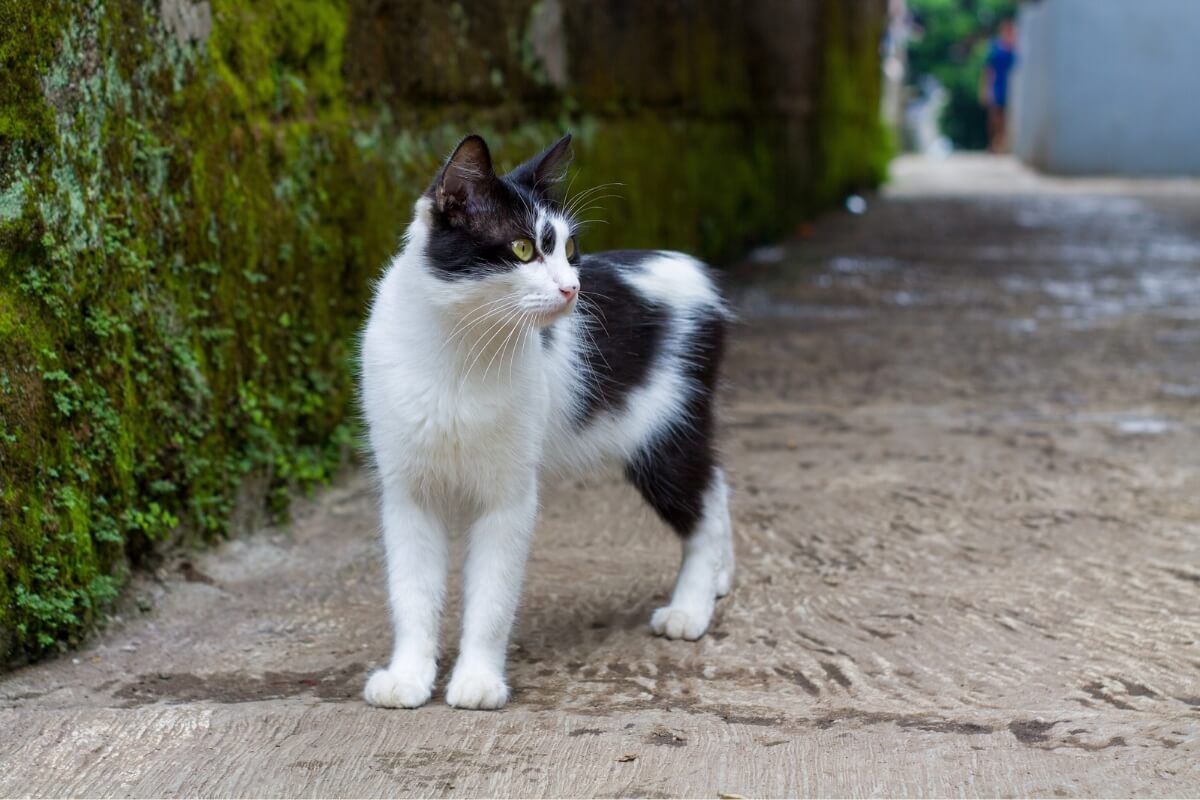 4 características do gato da raça manês