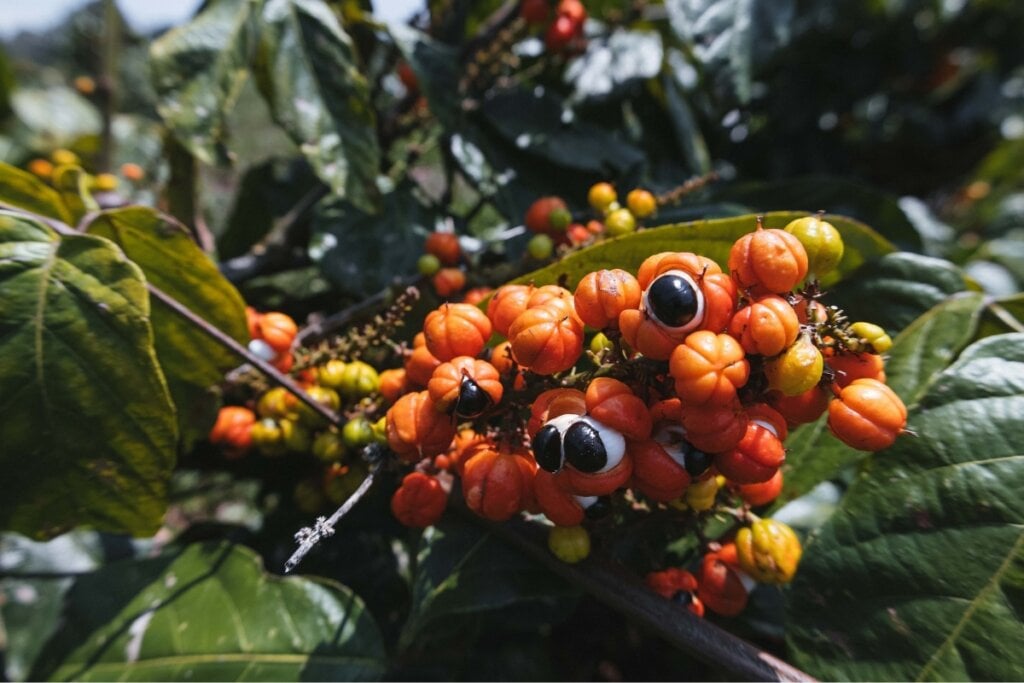 Folhas e frutos de guaraná em uma árvore