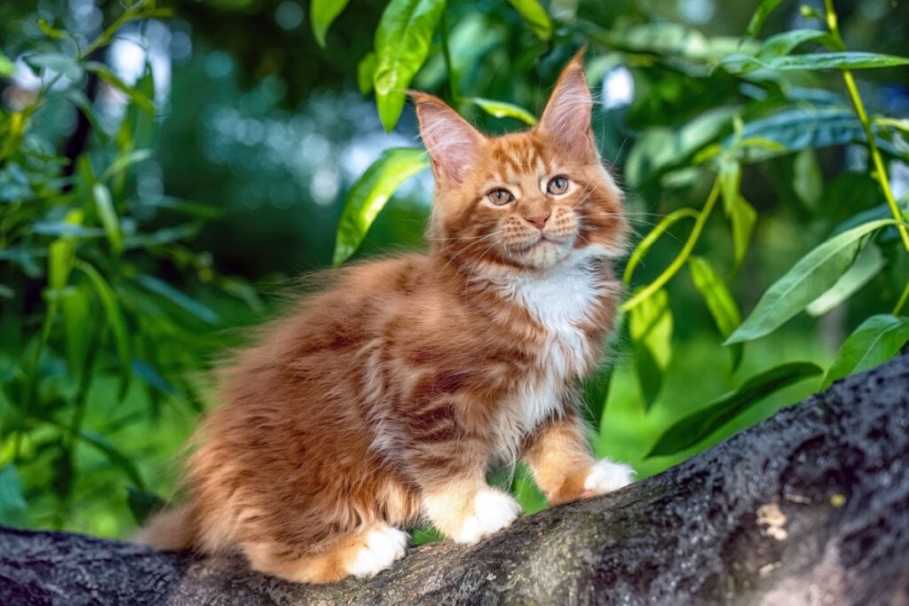 Filhote de gato maine coon marrom-claro com uma mancha no peito branca em cima de uma árvore 