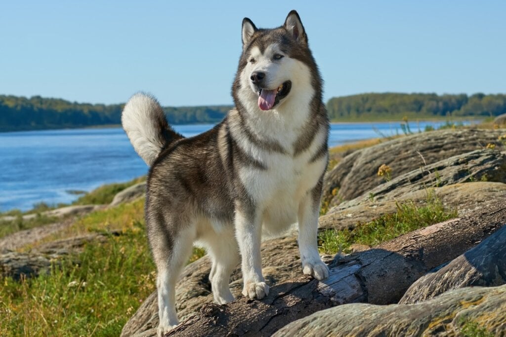 Cachorro da raça malamute do alasca em cima de uma pedra com um lago de fundo