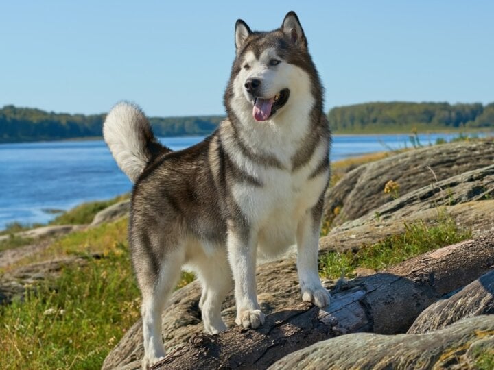 4 características do cachorro da raça malamute do Alasca