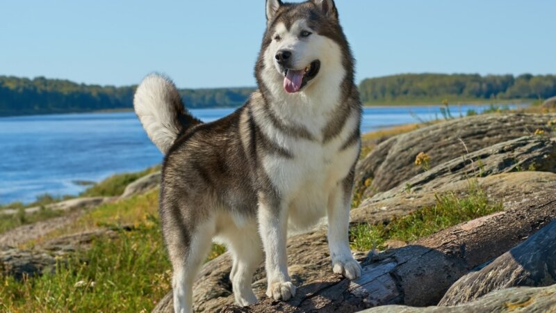 4 características do cachorro da raça malamute do Alasca