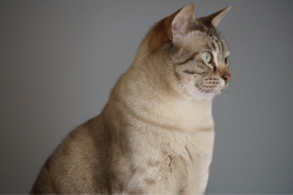 Gato da raça mist australiano em frente a um fundo cinza