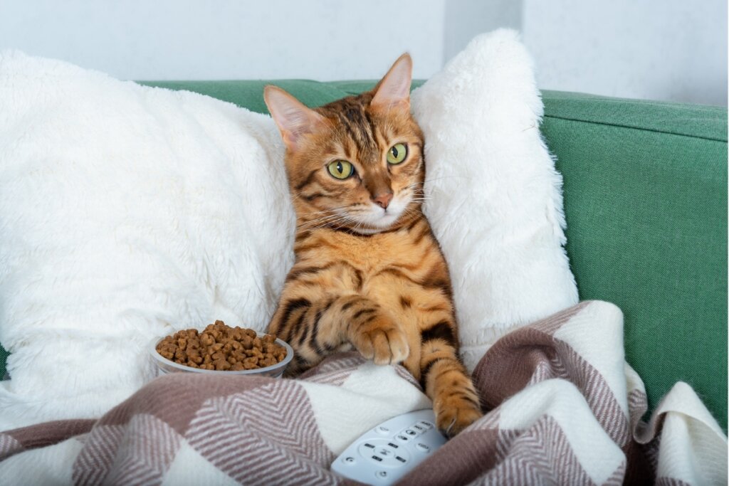 Gato sentado assistindo televisão com um pote de ração do lado