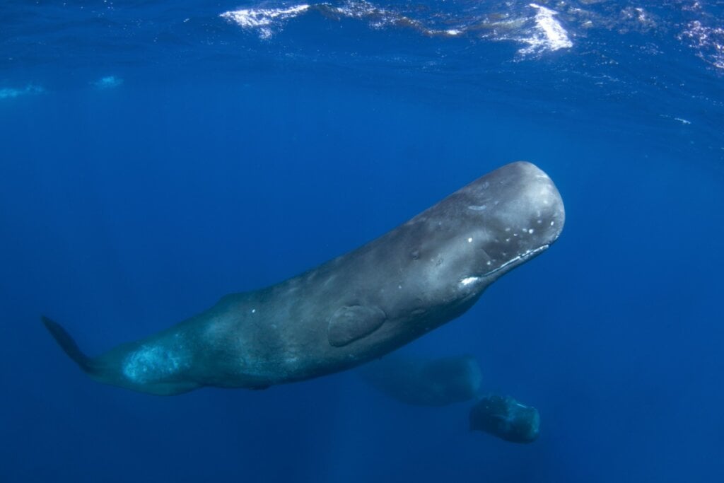 Baleia cachalote nadando no oceano