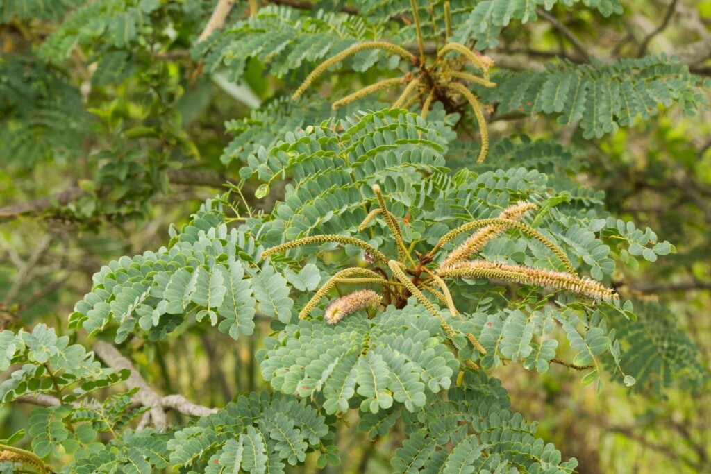 galhos com folhas verdes da planta barbatimão