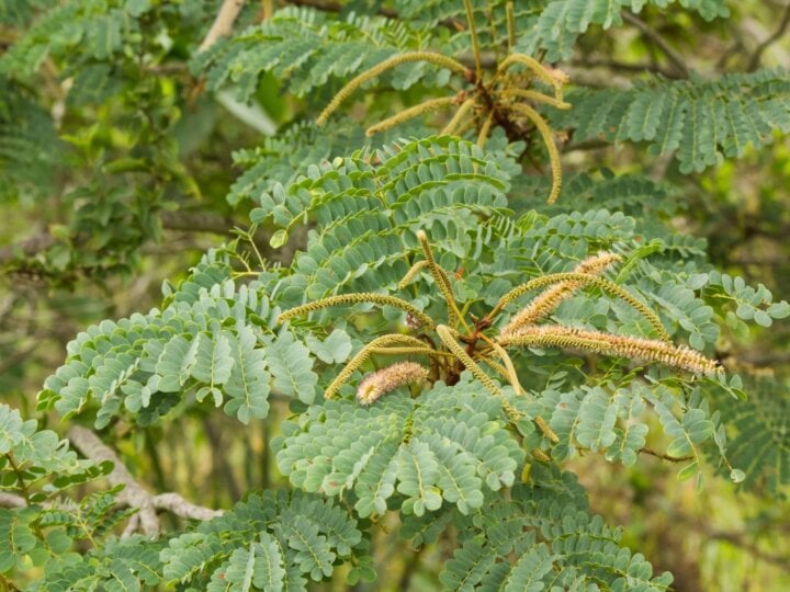 5 benefícios da planta barbatimão para a saúde e como usá-la