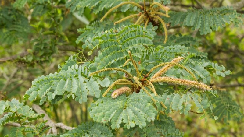 5 benefícios da planta barbatimão para a saúde e como usá-la