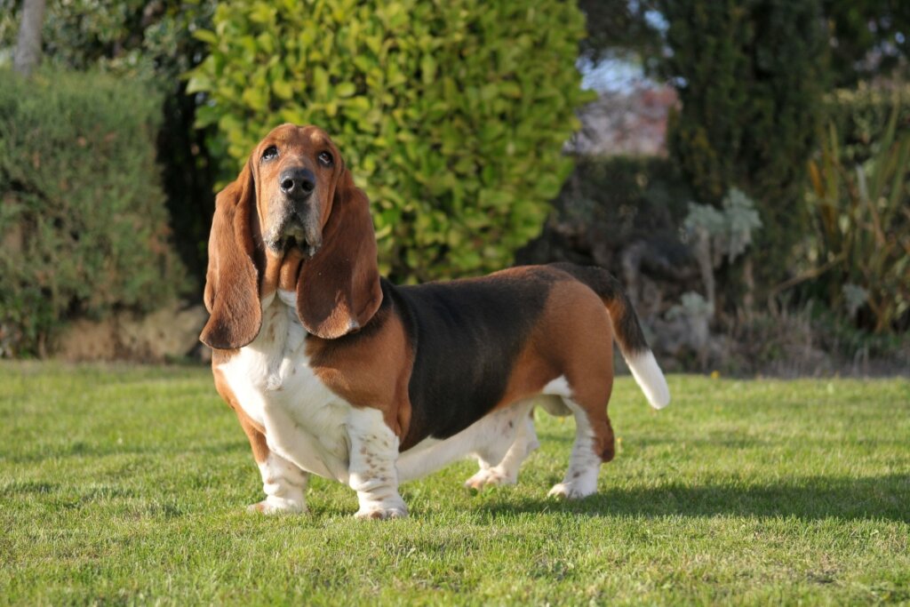 basset hound branco, marrom e preto em grama com árvore ao fundo