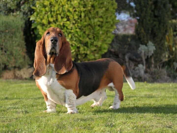 4 características do cachorro da raça basset hound 