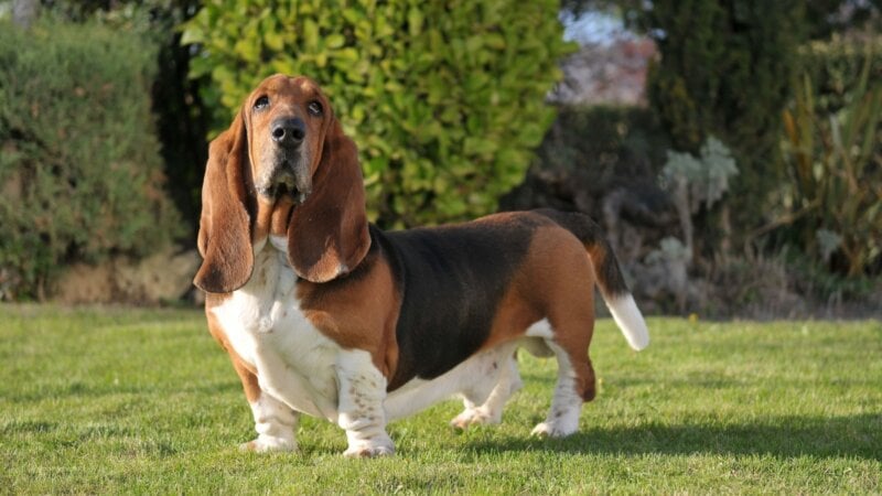 4 características do cachorro da raça basset hound 