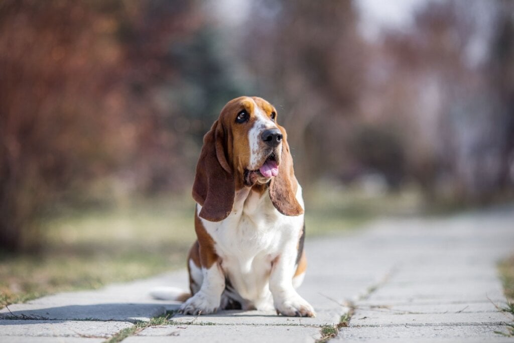 basset hound branco e marrom sentado em chão na rua e olhando para o lado