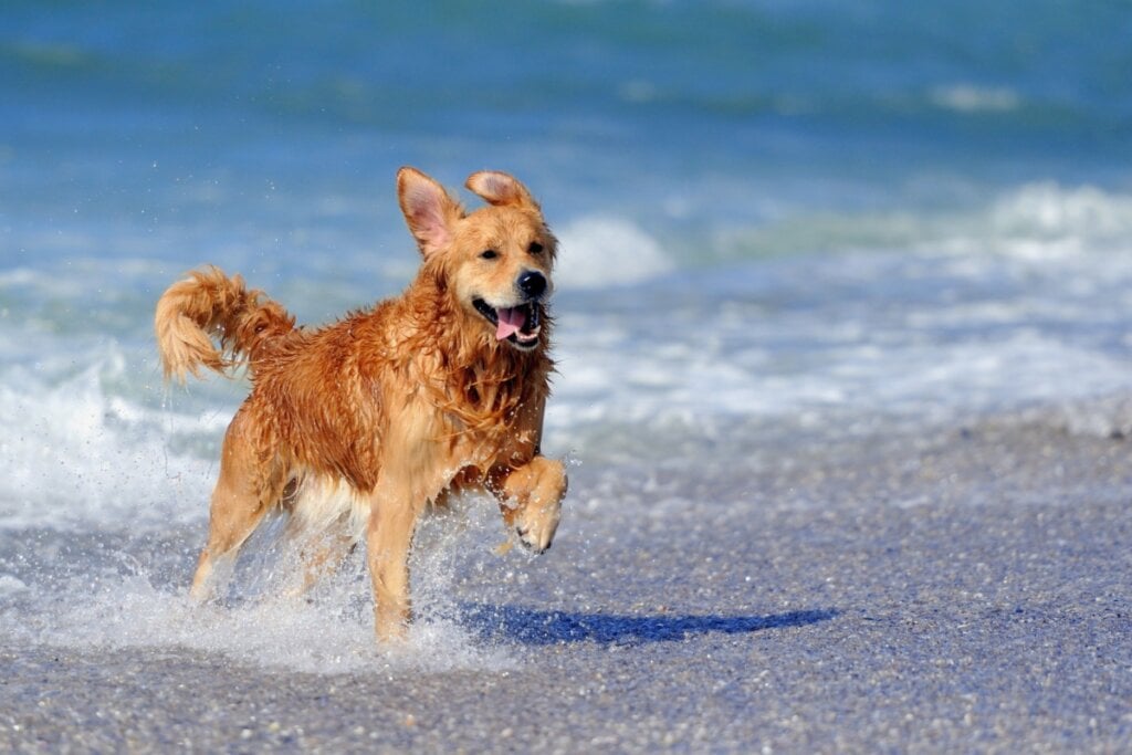 Cachorro correndo molhado na praia