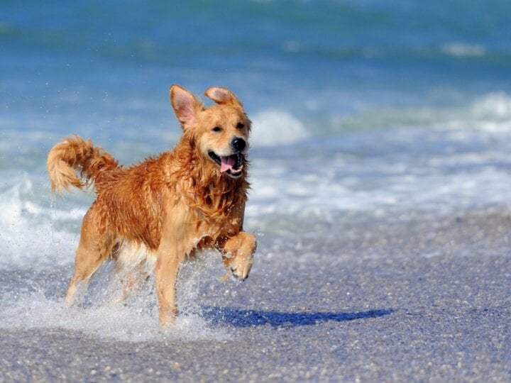 Veja os cuidados necessários com os animais na praia