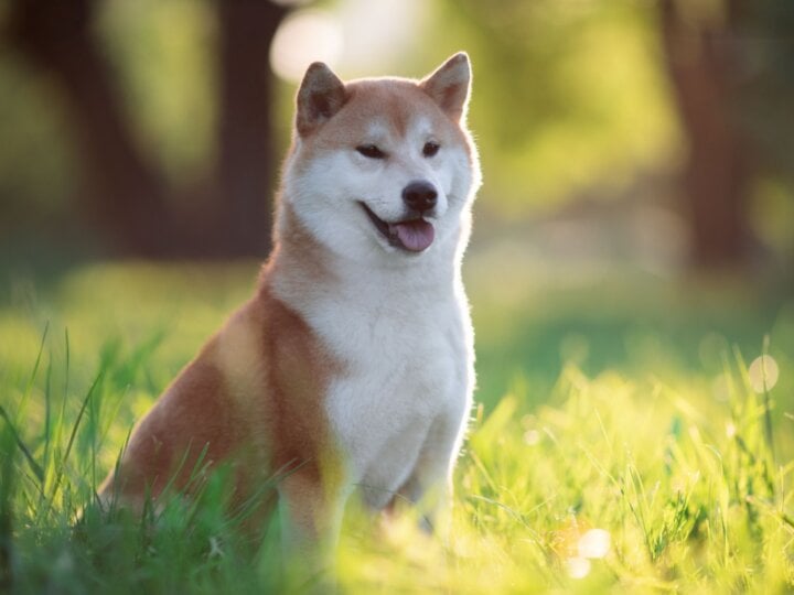 4 características do cachorro da raça shiba