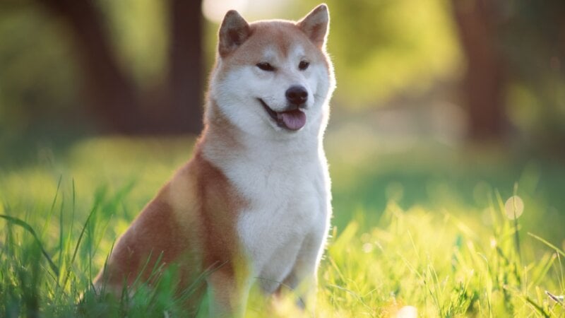 4 características do cachorro da raça shiba