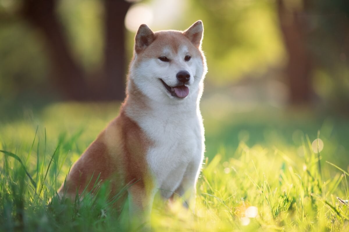 4 características do cachorro da raça shiba