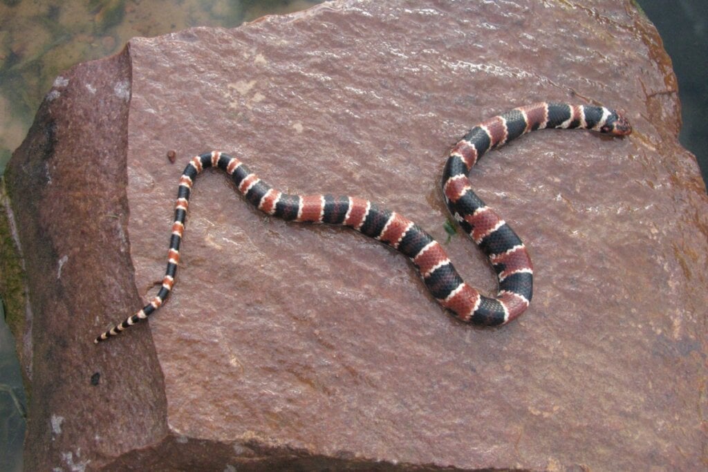 cobra-coral vermelha e preta em pedra marrom