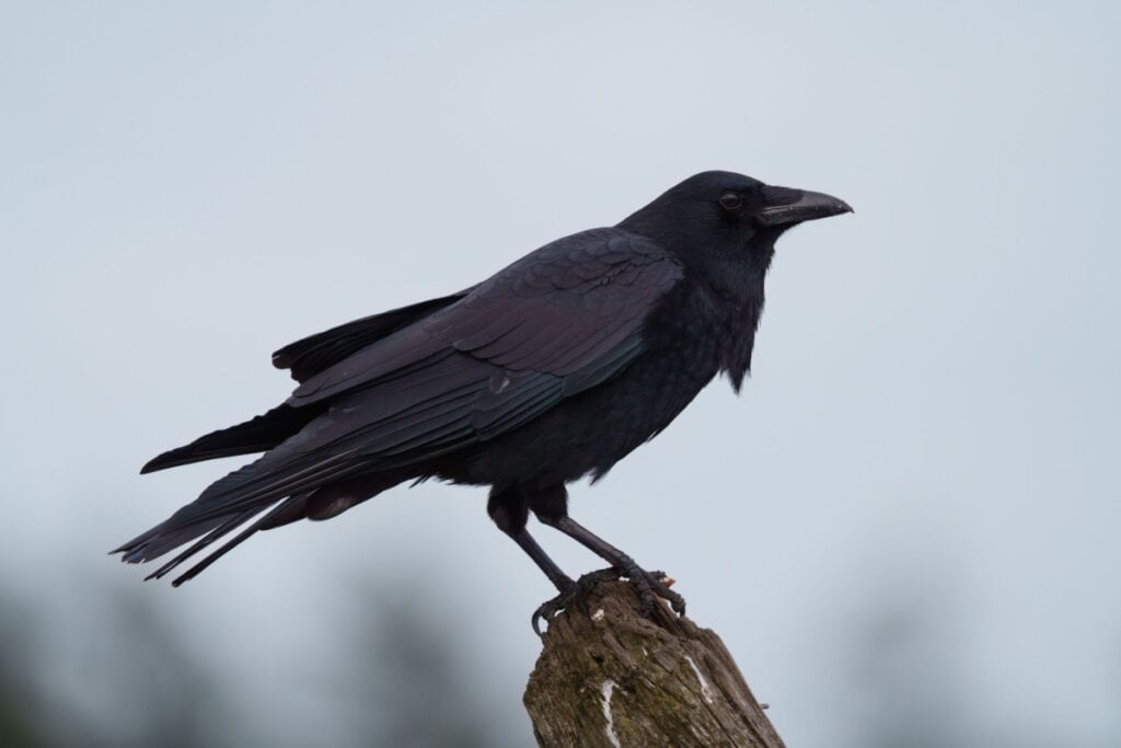 Corvo em galho de árvore na floresta 