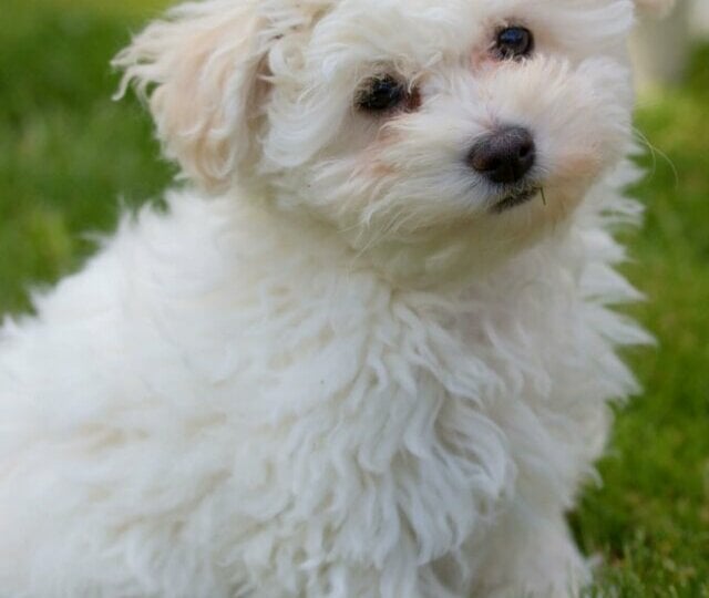 4 características do cachorro da raça bichon bolonhês