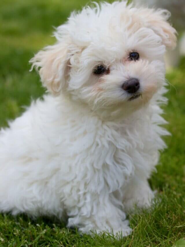 4 características do cachorro da raça bichon bolonhês