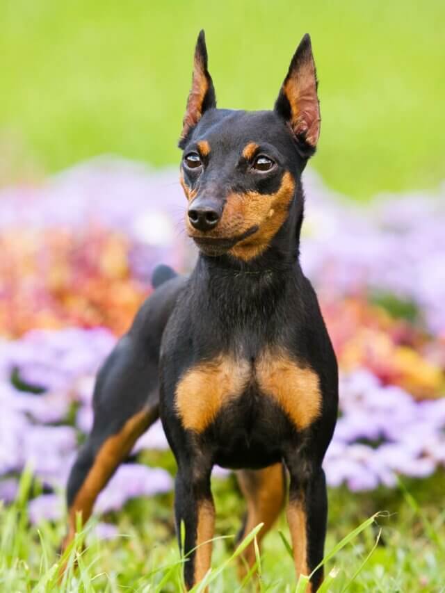 7 cuidados importantes com a raça pinscher