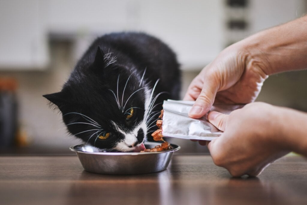 gato branco e preto comendo em pote de metal. duas mãos ao lado colocando sachê no pote