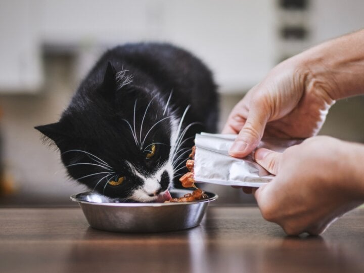 9 sabores que os gatos mais gostam 