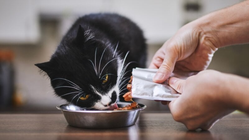 9 sabores que os gatos mais gostam 