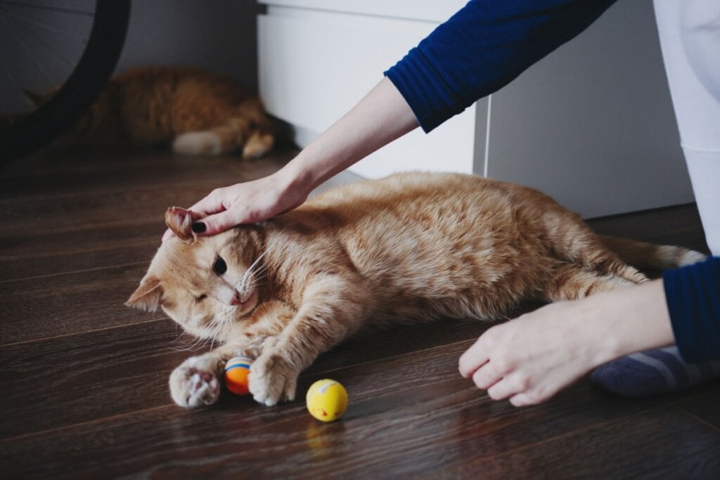 Gato brincando com bolinhas e sendo acariciado pelo tutor 