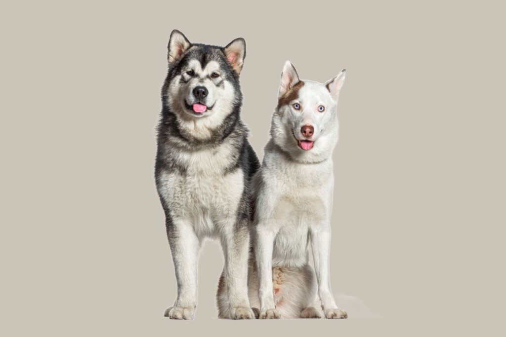 cachorro malamute do alasca branco e cinza e husky siberiano branco e marrom em fundo cinza