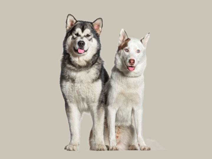 9 diferenças entre as raças husky siberiano e malamute do Alasca