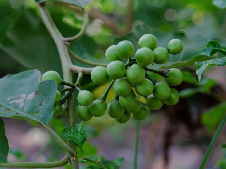 5 benefícios da planta jurubeba para a saúde