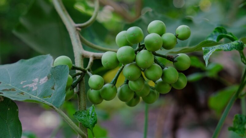 5 benefícios da planta jurubeba para a saúde