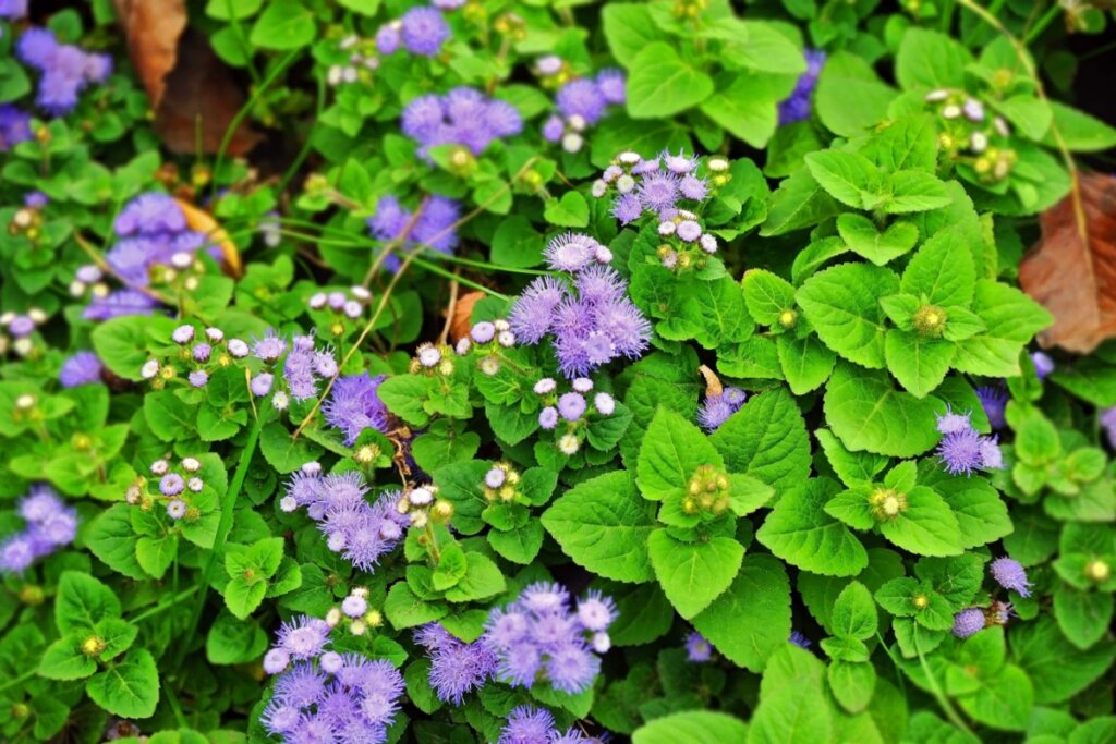 folhas verdes e flores roxas de mentrasto